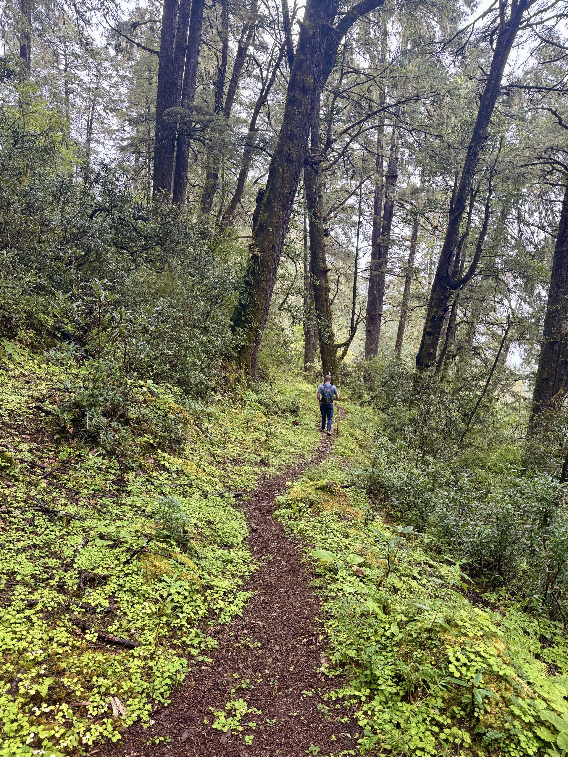 A single hiker on a narrow earth trail climbing through mossy conifer forest in Bhutan
