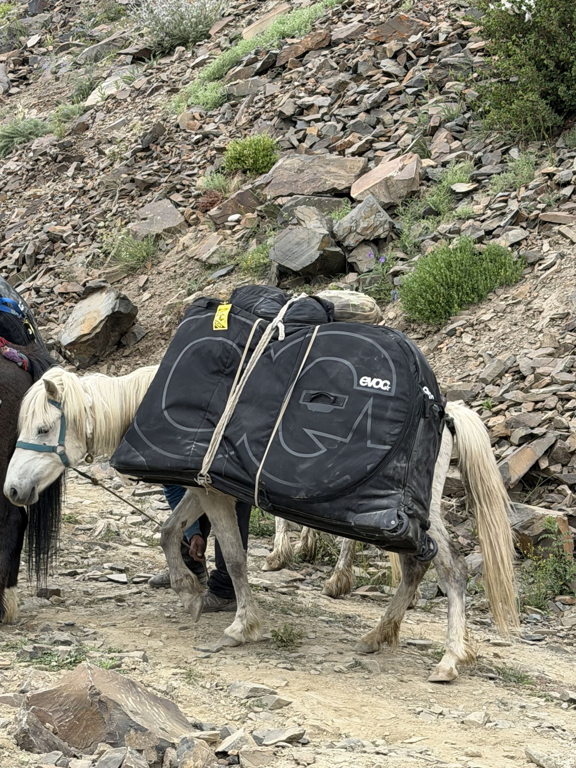 Bike bag loaded onto a pack horse on the trail to the Ralakhoun pass