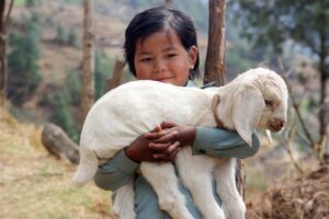 sherpa girl lamb