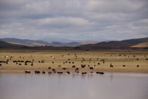 grasslands mountains