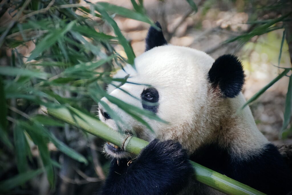 panda adventure access